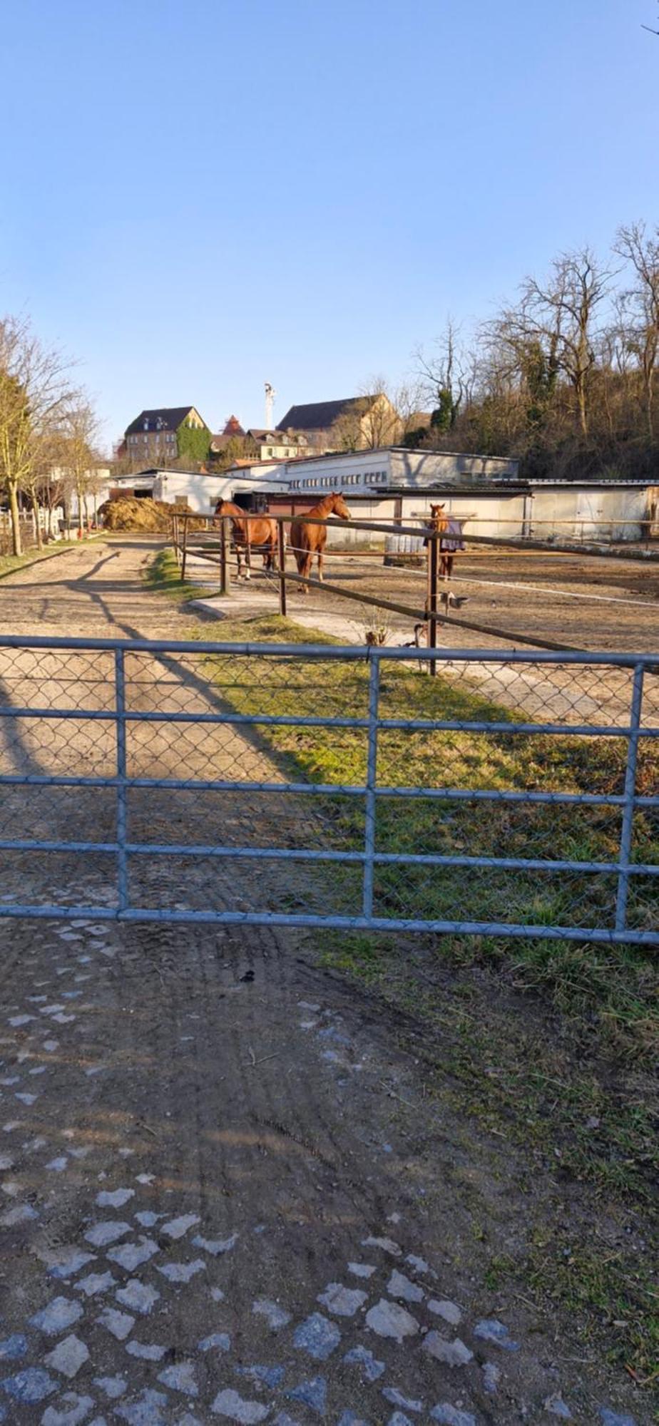 Ferienwohnung Halle/Lettin Halle  ภายนอก รูปภาพ